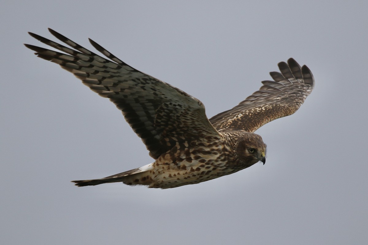 Northern Harrier - Russ Morgan