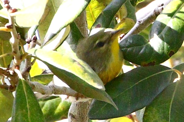 Northern Parula - Susan Keefer