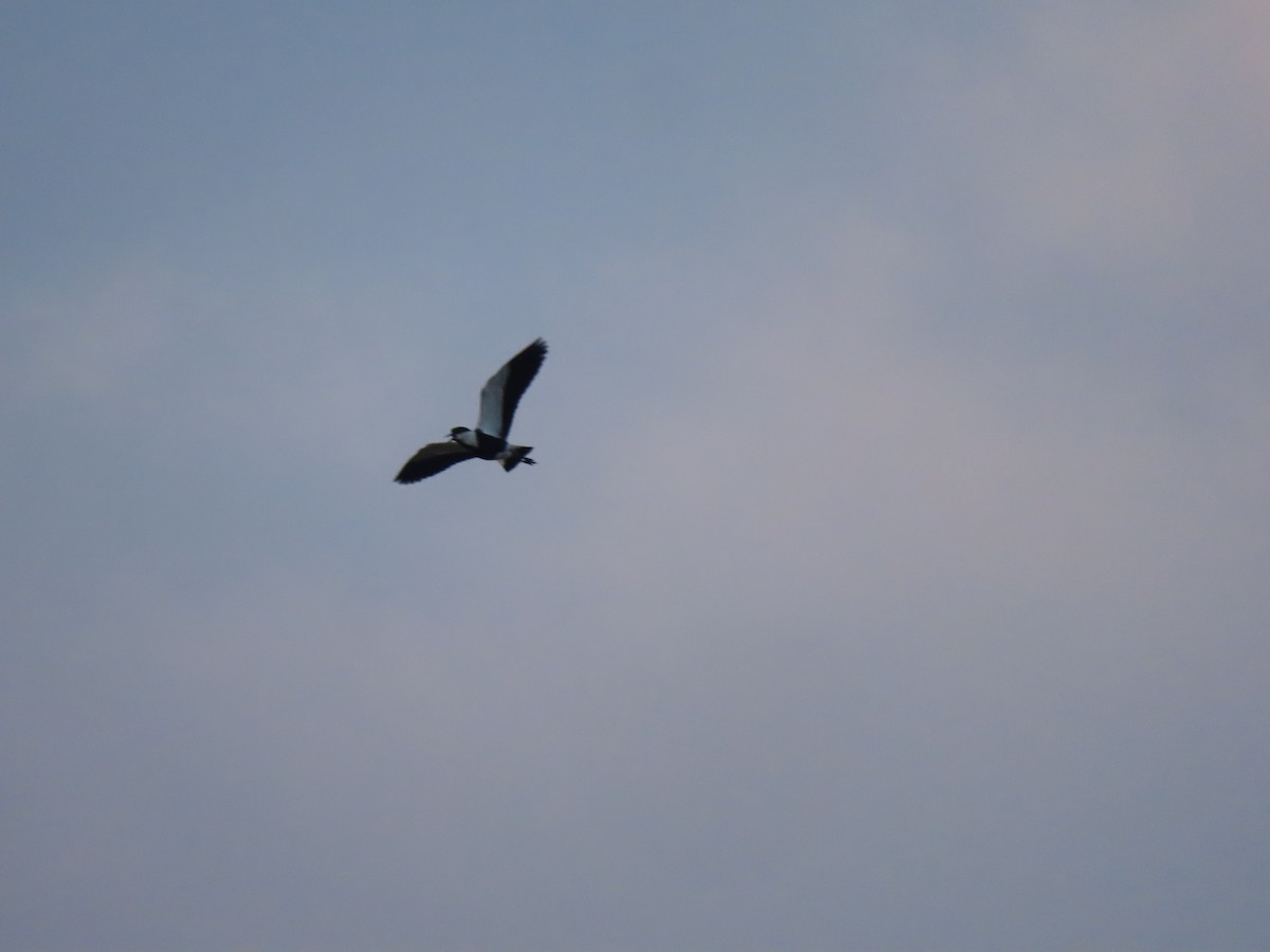 Spur-winged Lapwing - ML298135291