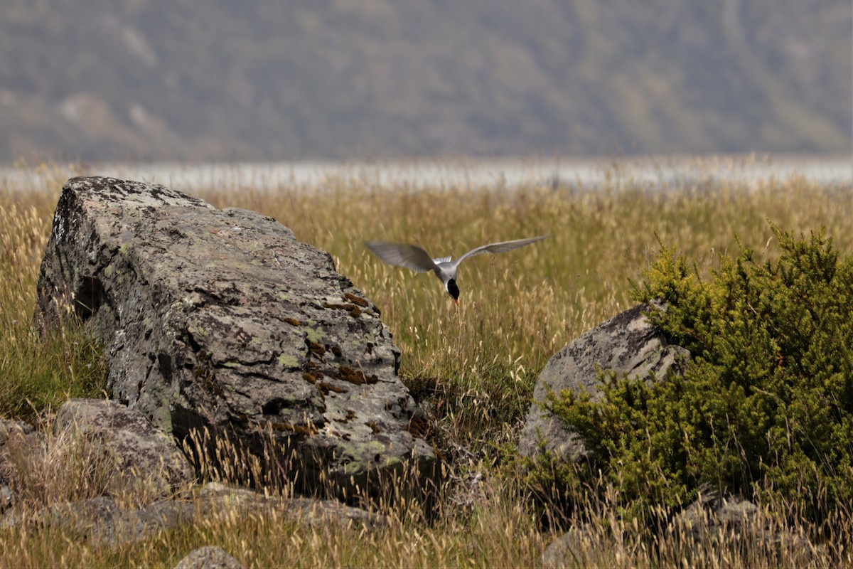 Black-fronted Tern - ML298135581