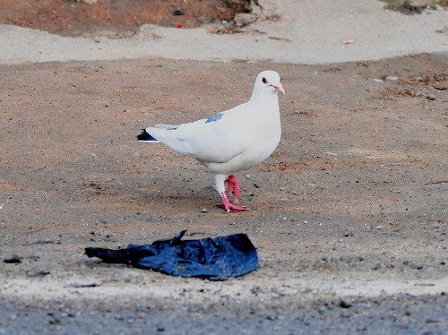 Rock Pigeon (Feral Pigeon) - ML298135661