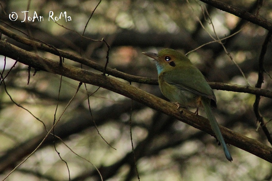 Motmot à gorge bleue - ML29813581