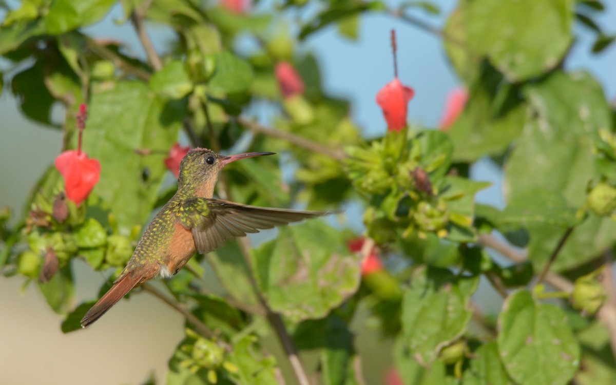 Cinnamon Hummingbird (Mainland) - Luis Trinchan