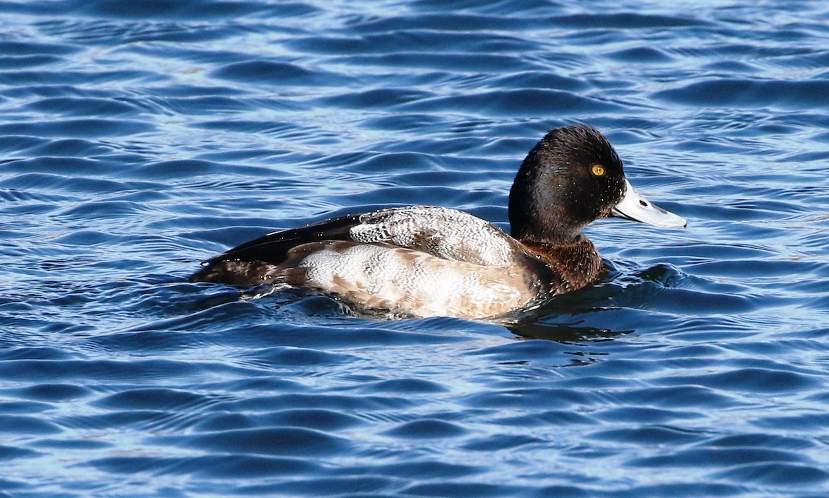 Lesser Scaup - ML298137031