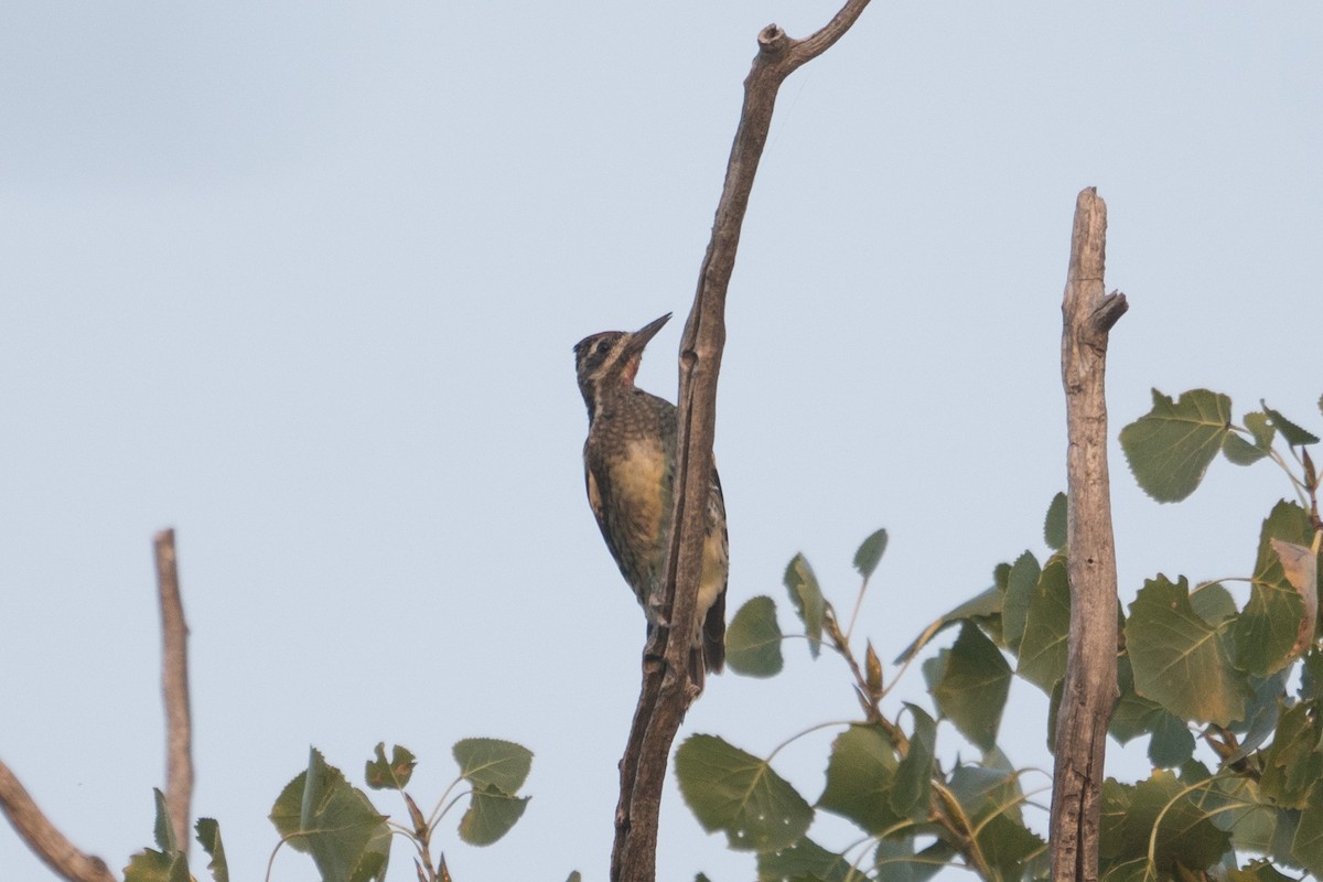 Yellow-bellied Sapsucker - Joey Negreann