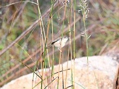 Plain Prinia - ML298137151