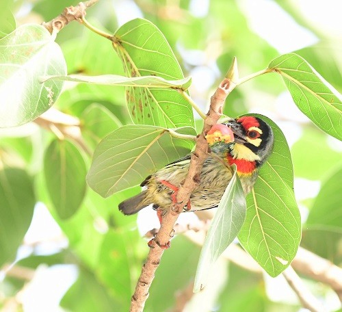 Coppersmith Barbet - ML298137781
