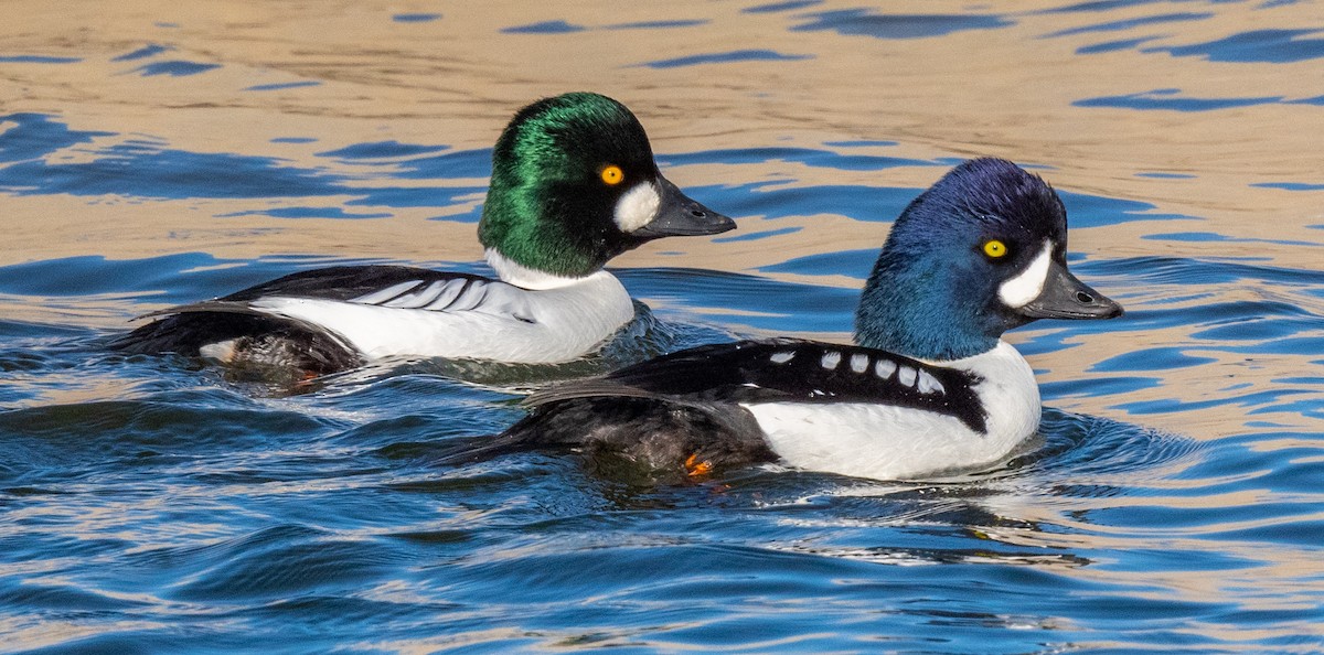 Barrow's Goldeneye - ML298140631