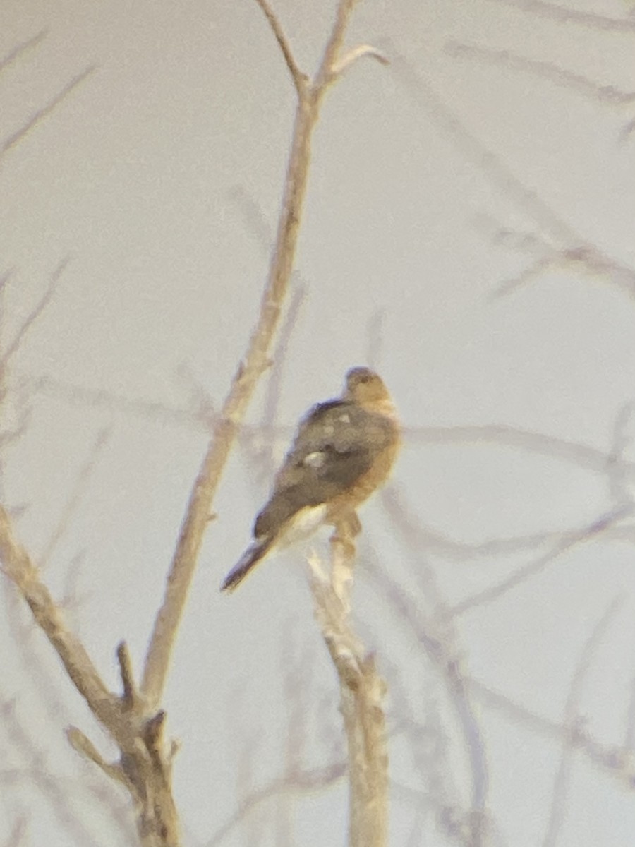 Sharp-shinned Hawk - ML298143241