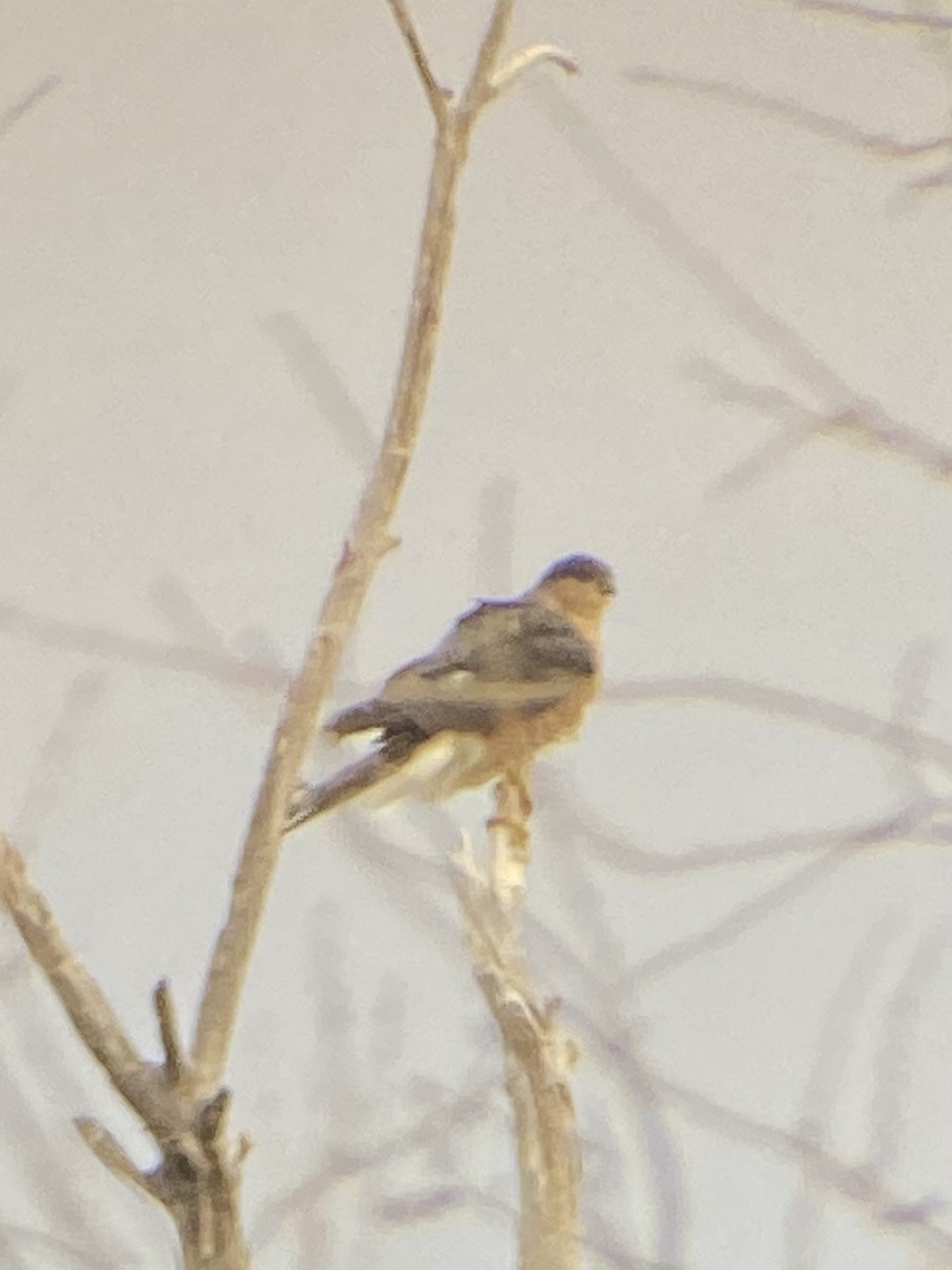 Sharp-shinned Hawk - ML298143251