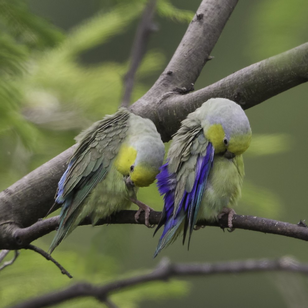 Yellow-faced Parrotlet - Peter Hawrylyshyn