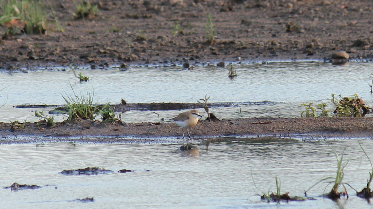 White-fronted Plover - ML298144731