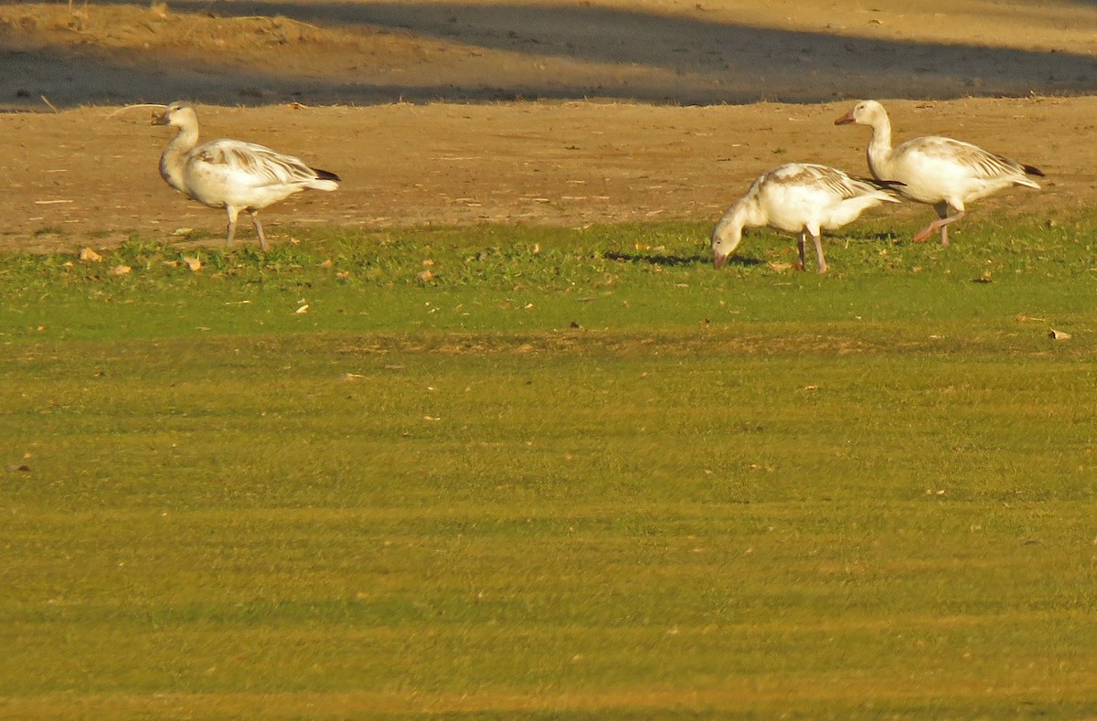 Snow Goose - Diane Drobka