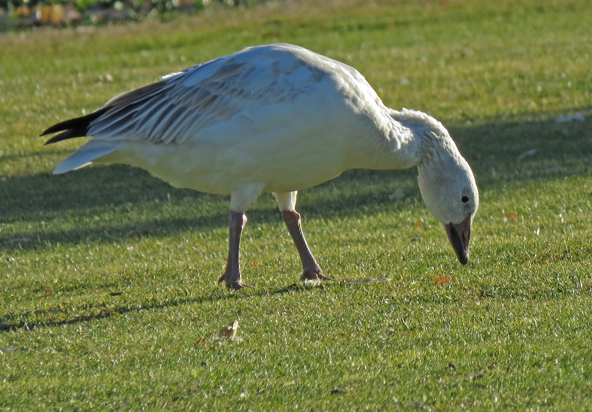 Snow Goose - ML298144801