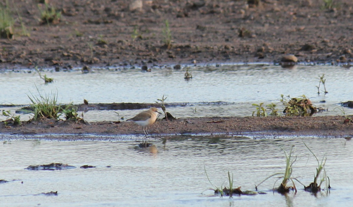 White-fronted Plover - ML298144971