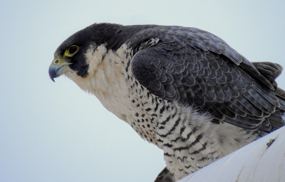 Peregrine Falcon - Anonymous