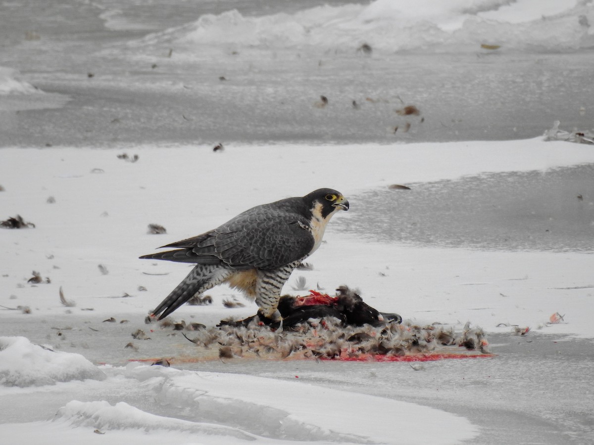 Peregrine Falcon - Anonymous