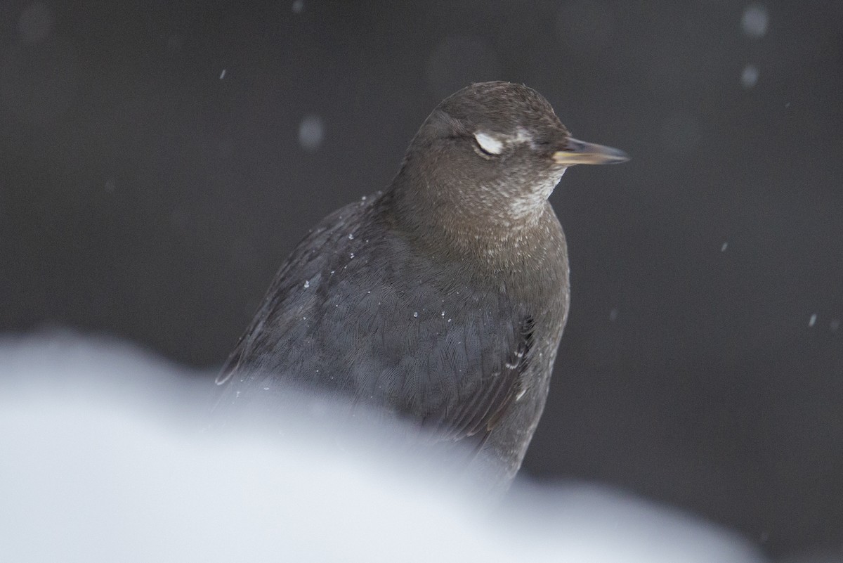 American Dipper - ML298145571