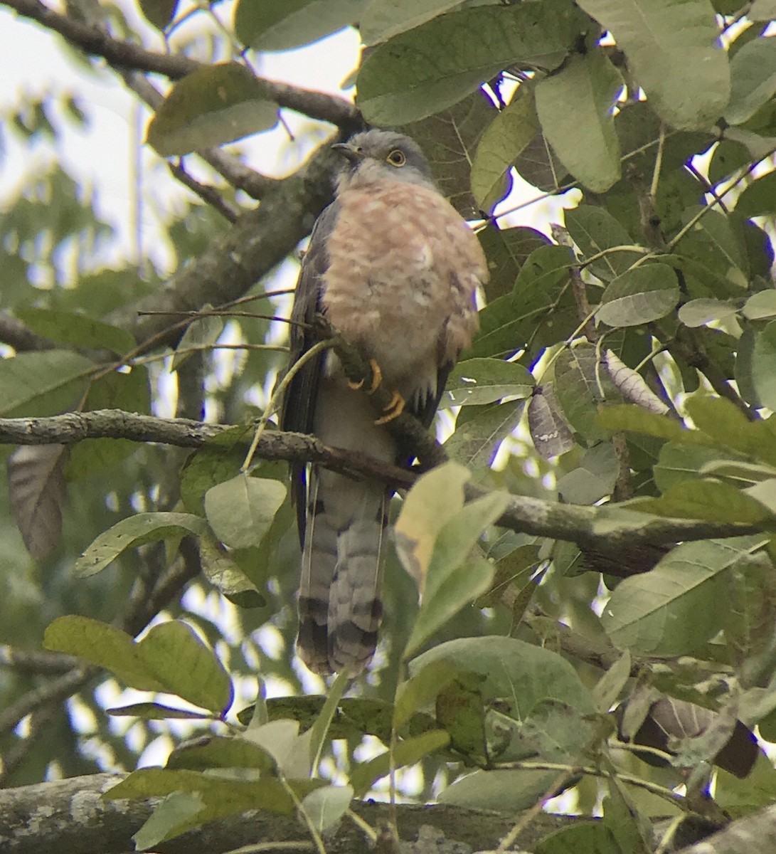 Common Hawk-Cuckoo - Prabhanjan Behera