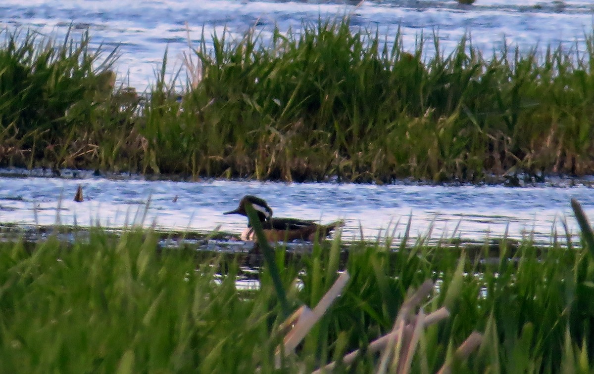 Hooded Merganser - ML29814661