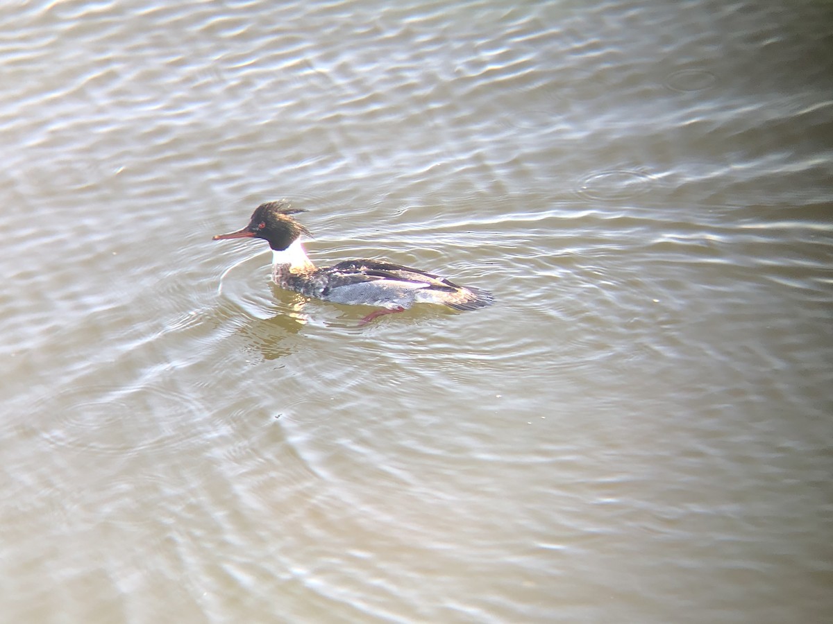 Red-breasted Merganser - ML298148431