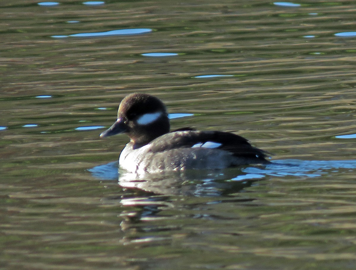 Bufflehead - ML298149001