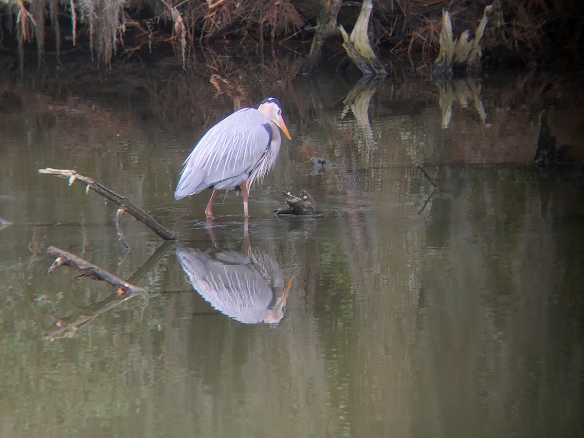 Great Blue Heron - ML298149081