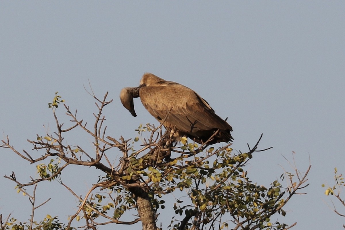 White-backed Vulture - ML298149351