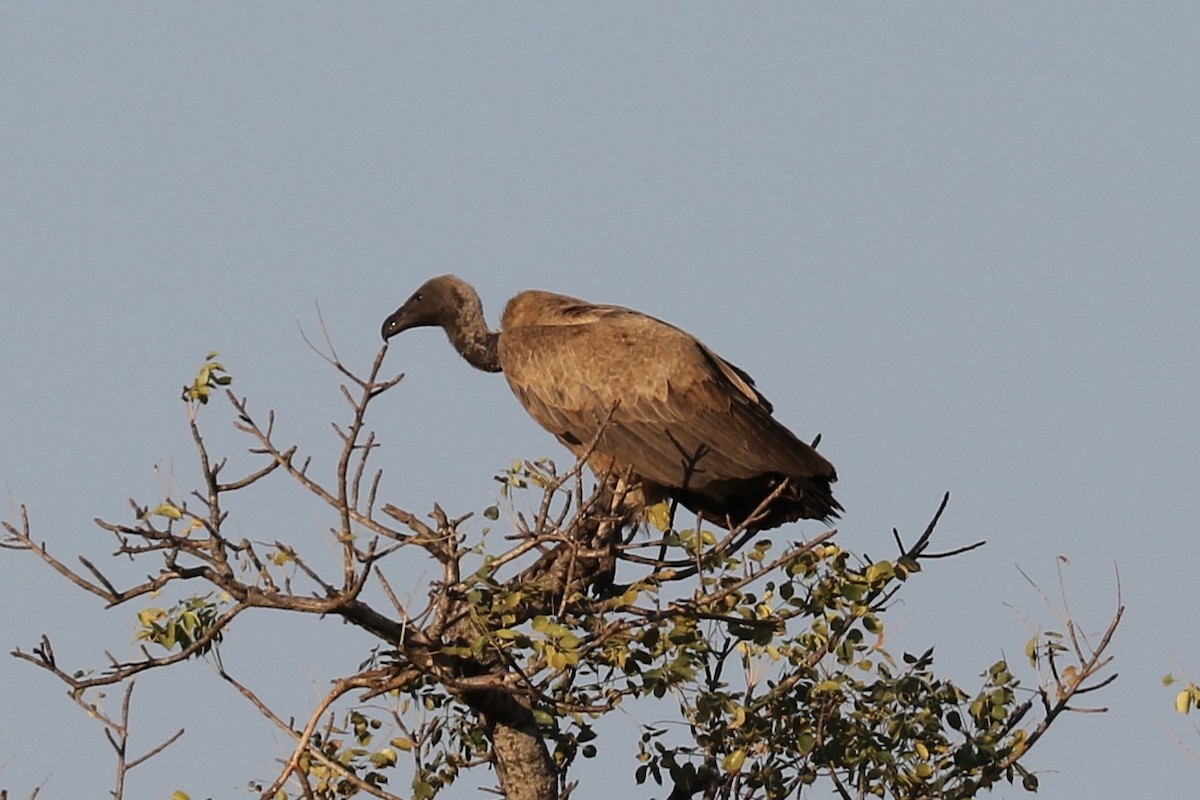 White-backed Vulture - ML298149381