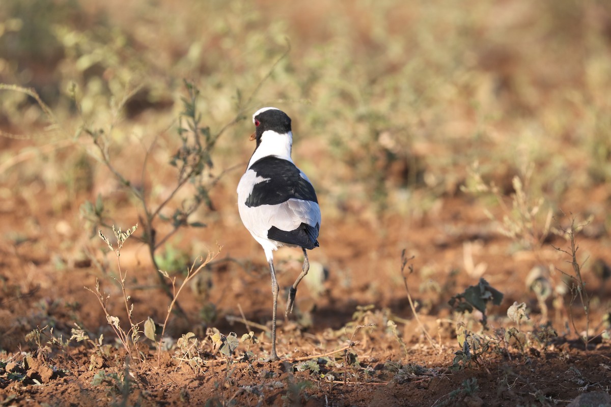 Blacksmith Lapwing - ML298149961