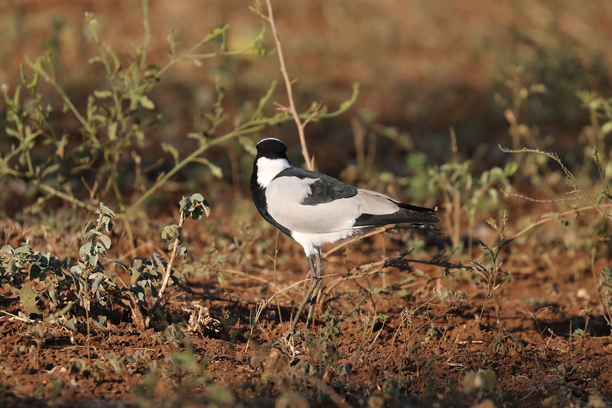 Blacksmith Lapwing - ML298150111