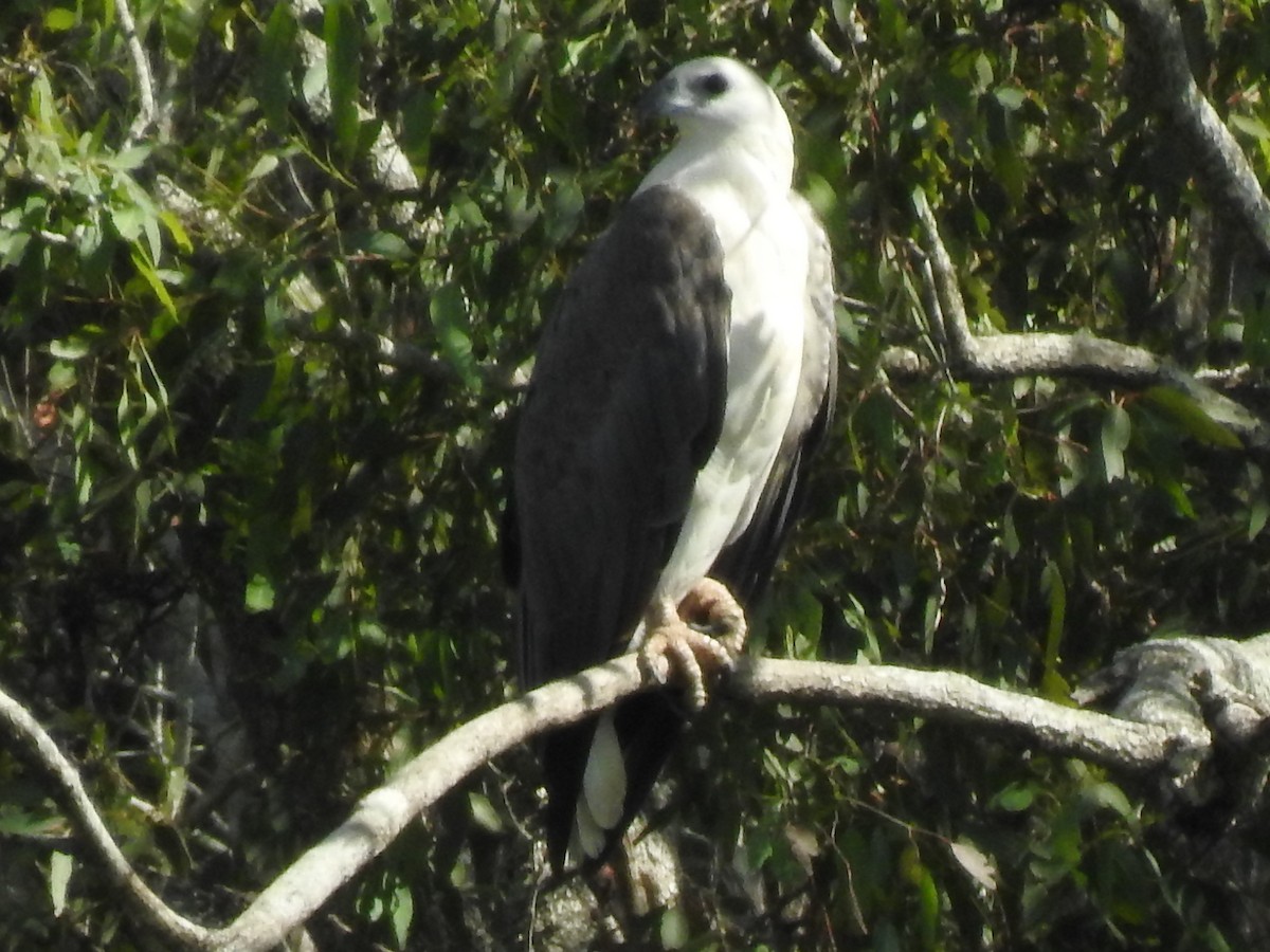 White-bellied Sea-Eagle - ML298150401