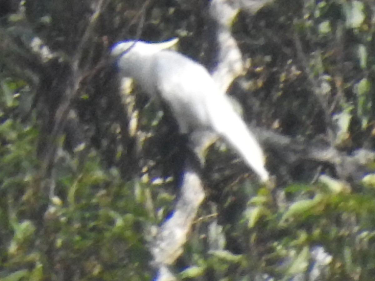 Sulphur-crested Cockatoo - ML298150471