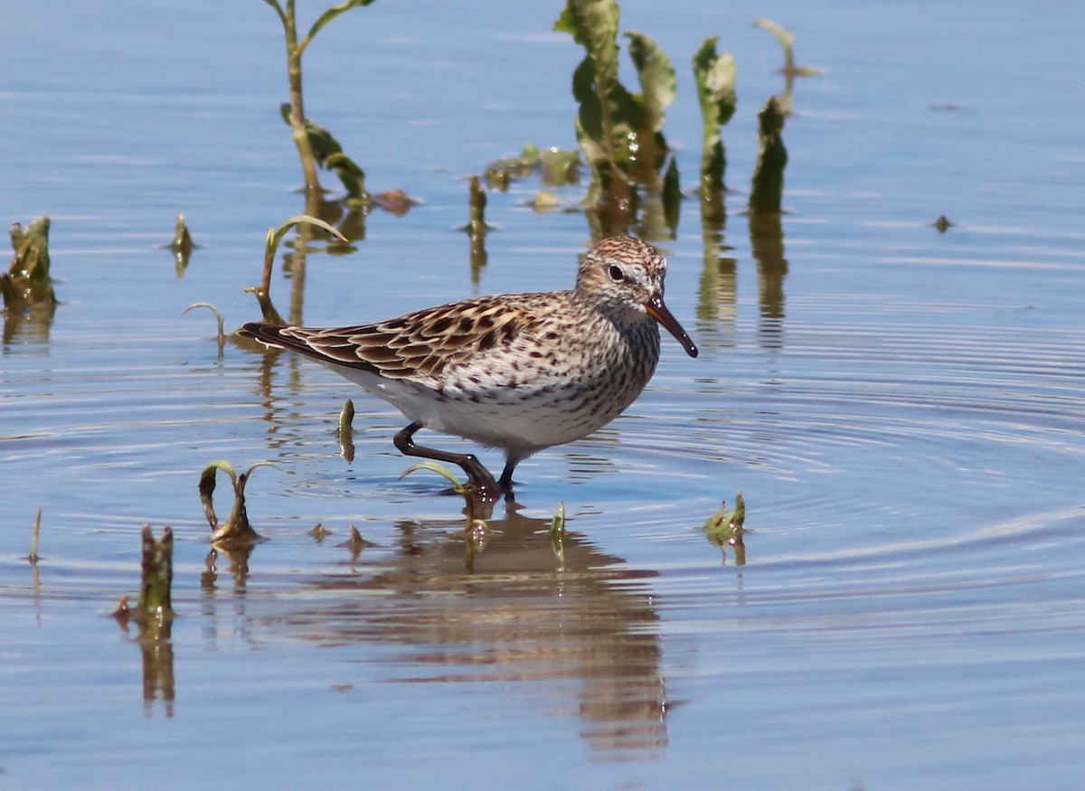 White-rumped Sandpiper - ML29815071