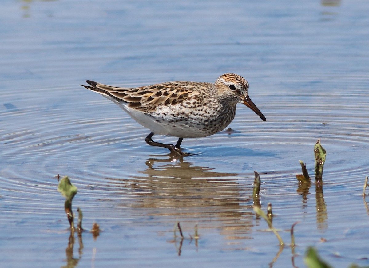 White-rumped Sandpiper - ML29815111