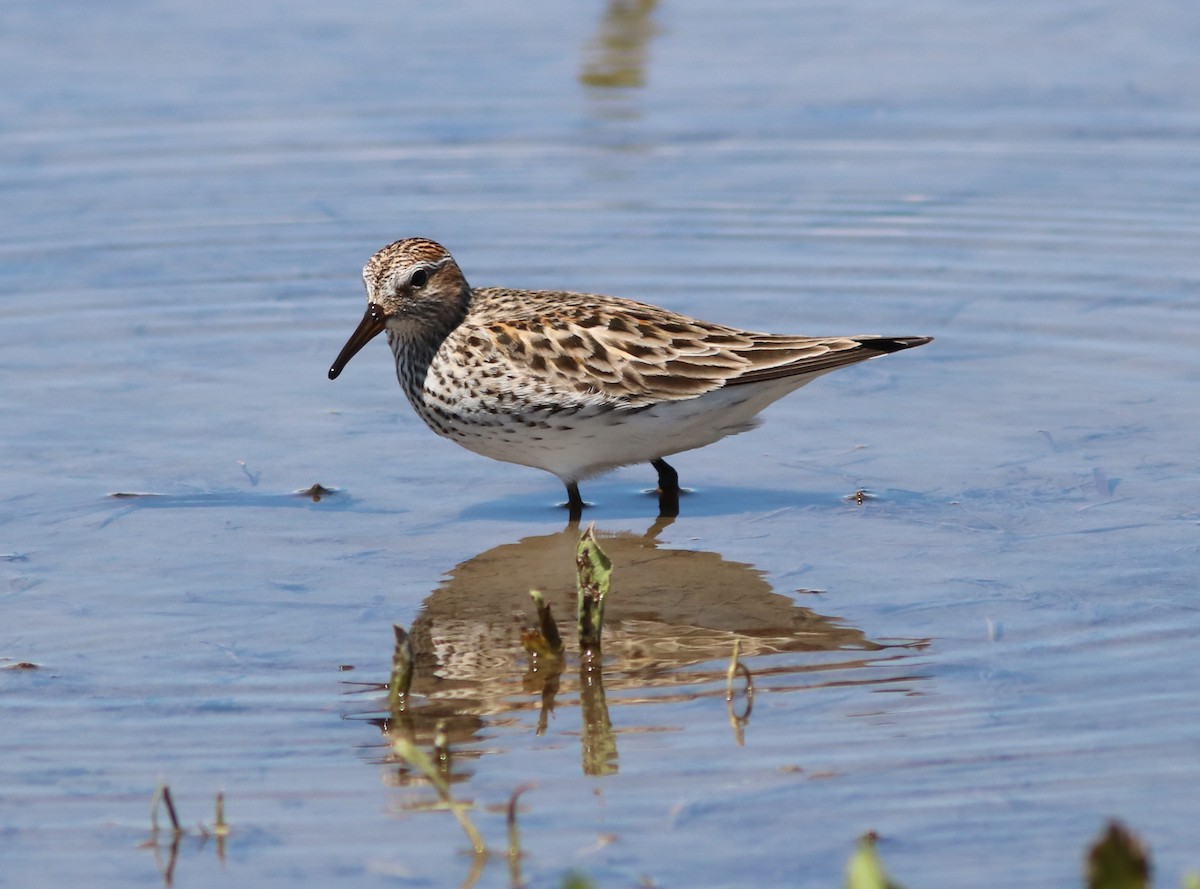 White-rumped Sandpiper - ML29815131
