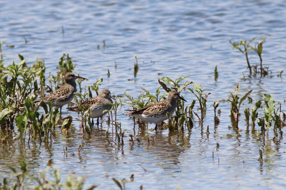 White-rumped Sandpiper - ML29815171