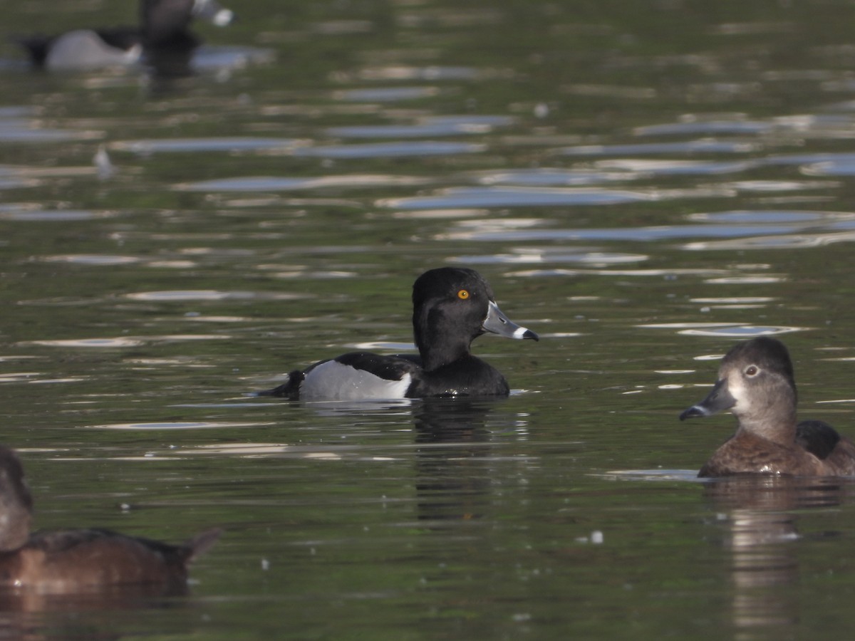 Ring-necked Duck - ML298152791