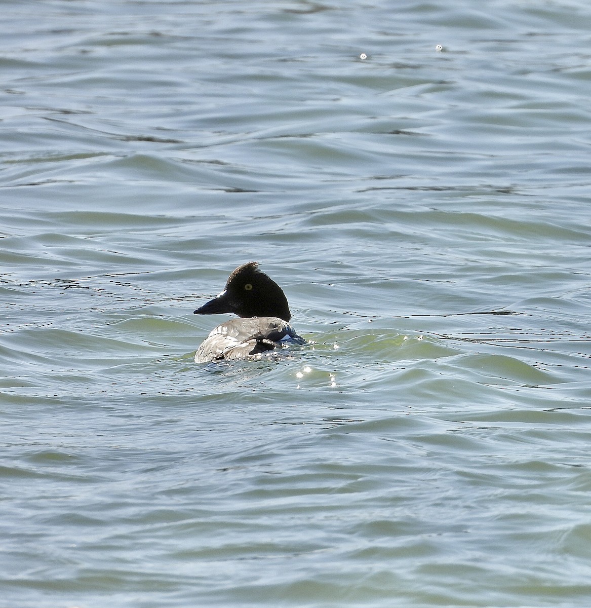 Common Goldeneye - ML298152861