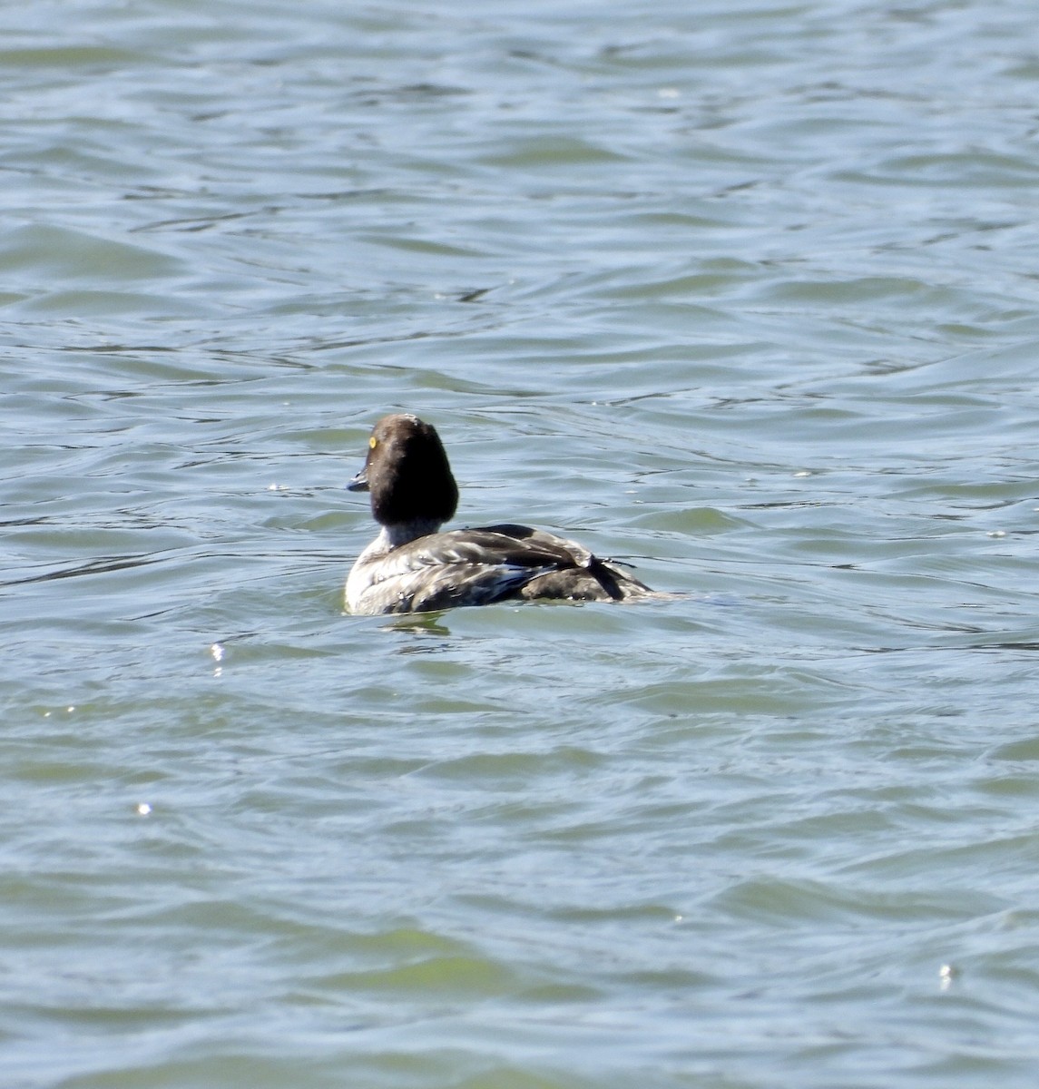 Common Goldeneye - ML298152871