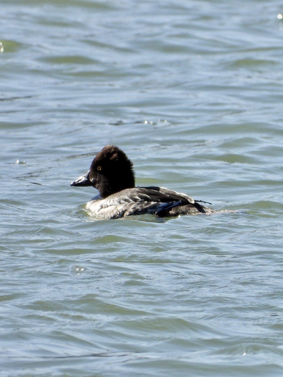 Common Goldeneye - Charlotte Chehotsky