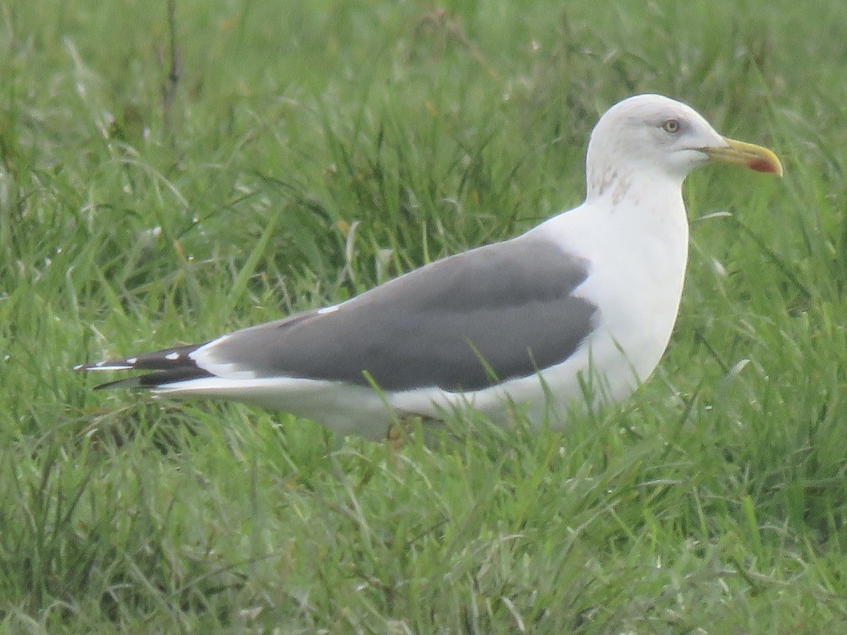 Lesser Black-backed Gull - ML298153521