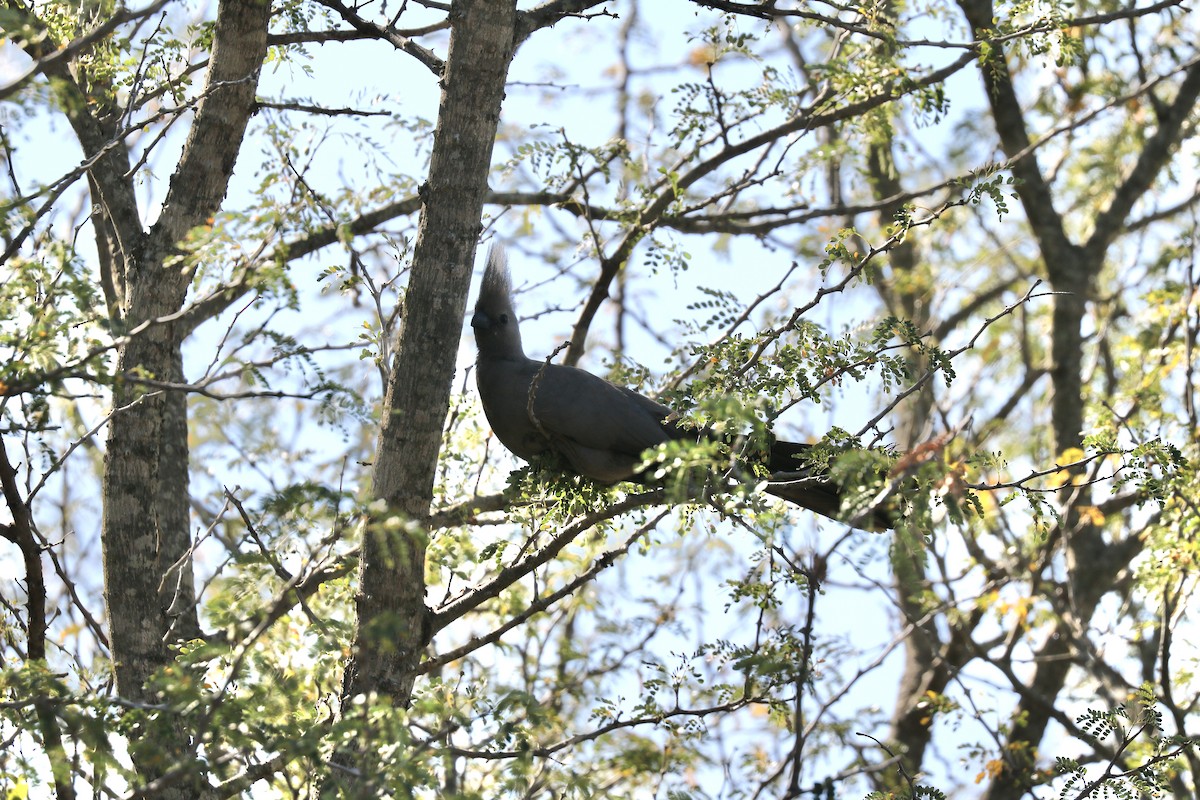 Gray Go-away-bird - ML298153911