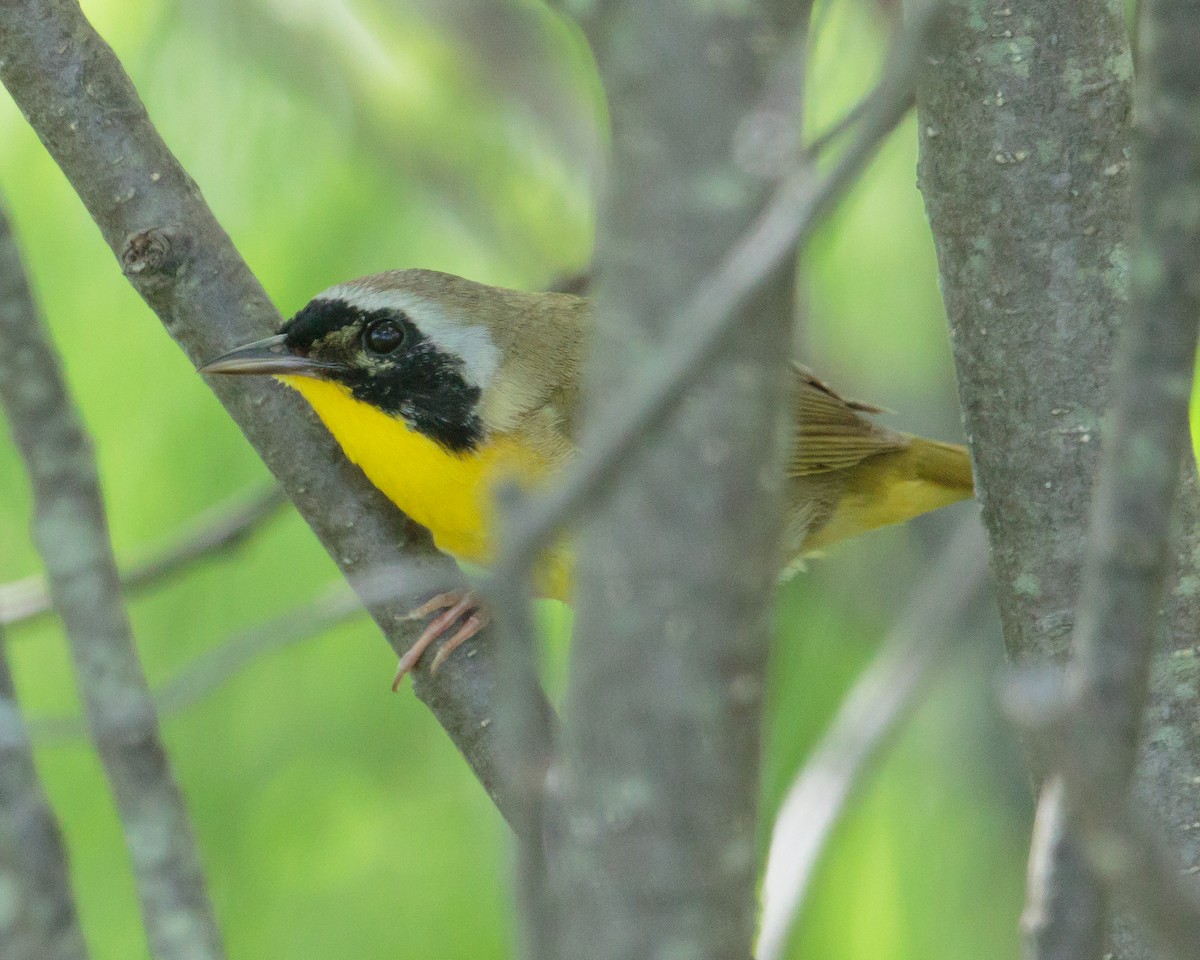 Common Yellowthroat - ML29815591