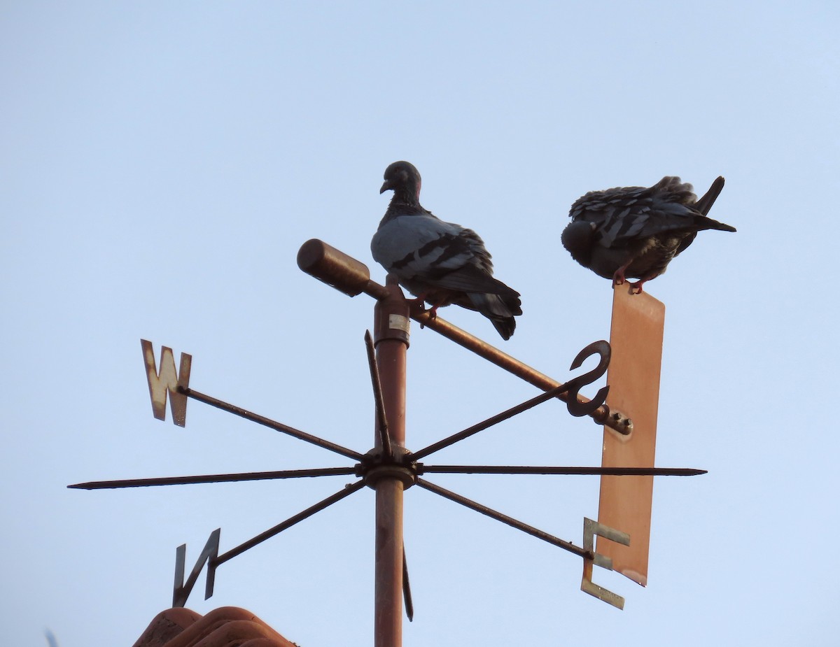 Pigeon biset (forme domestique) - ML298156891