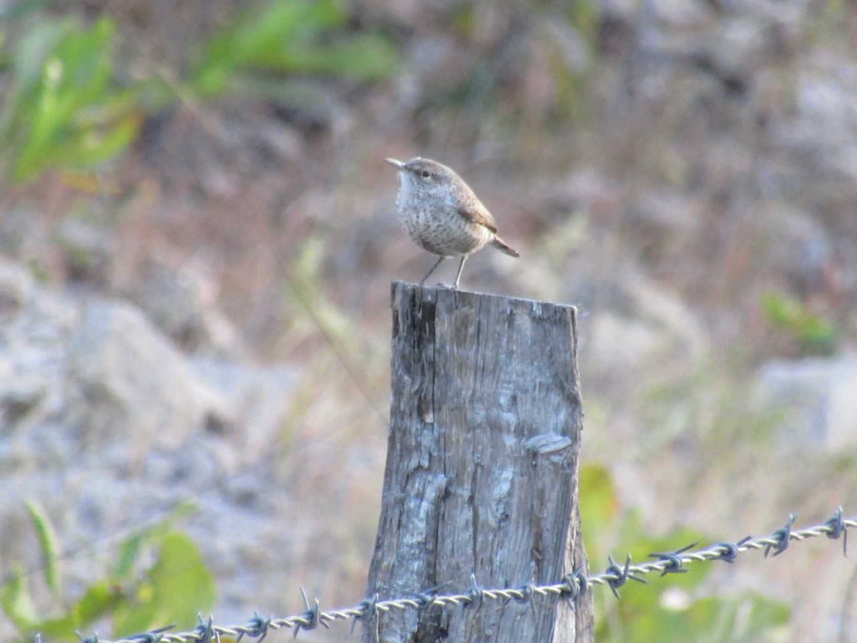 Rock Wren (Central American) - ML298157011