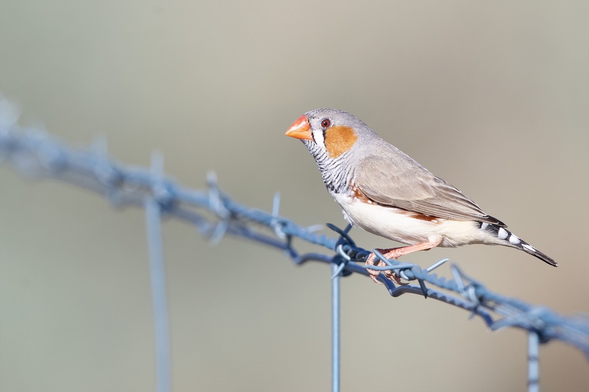 Zebra Finch (Australian) - ML298157741