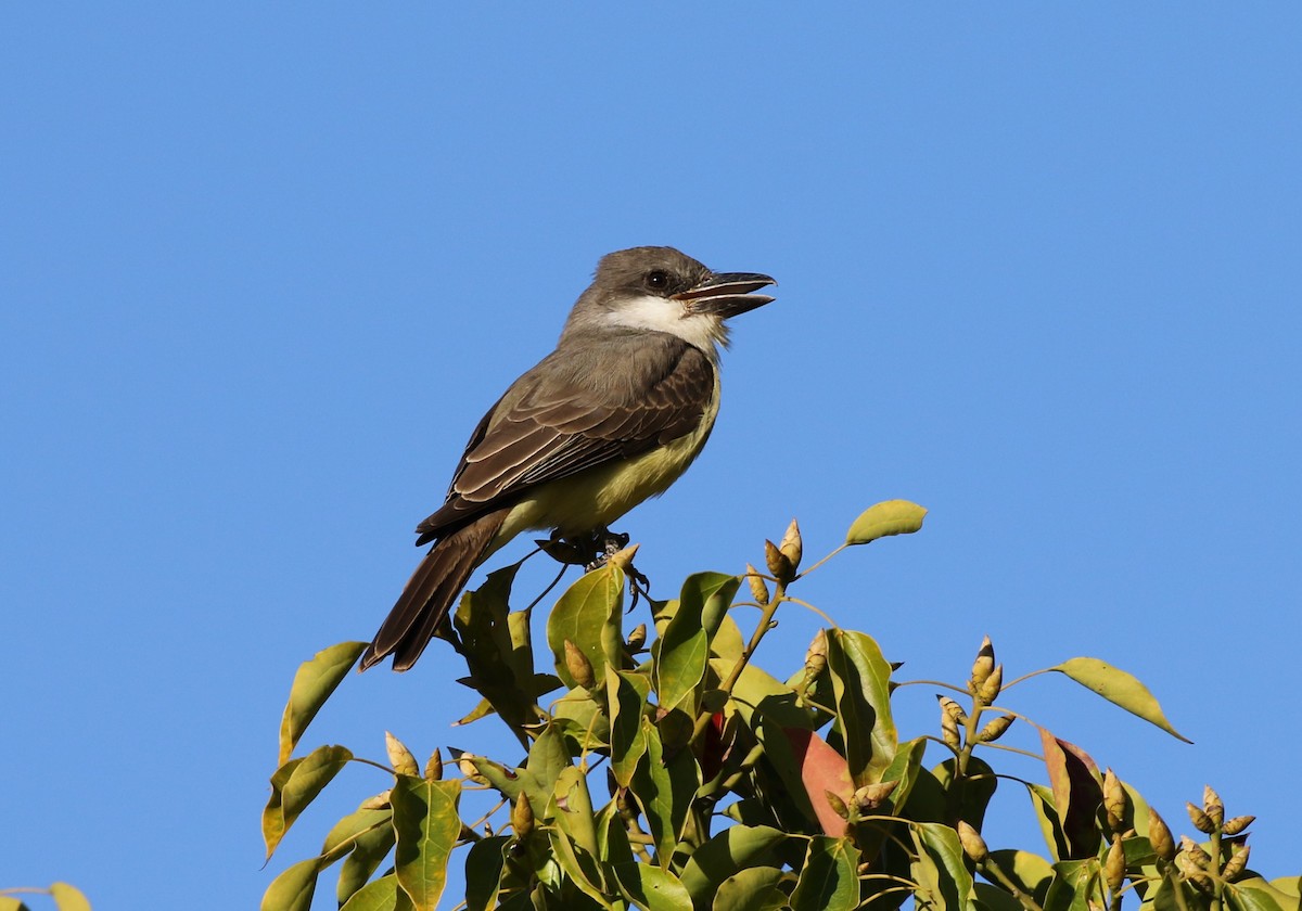 Thick-billed Kingbird - James (Jim) Holmes