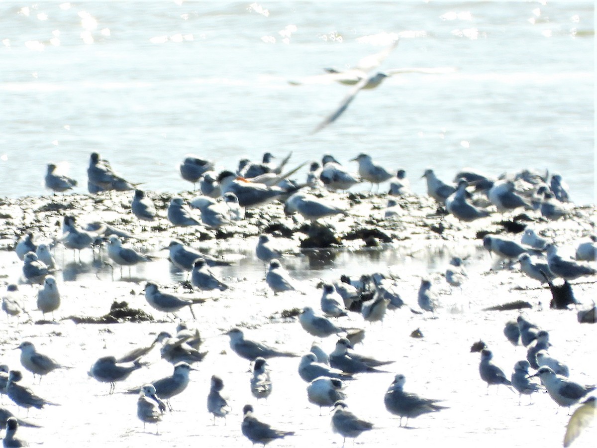 Great Crested Tern - ML298158461