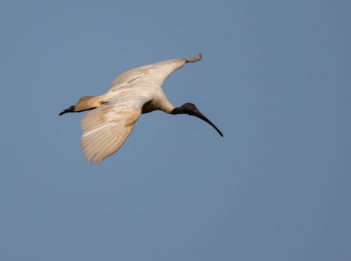 ibis černohlavý - ML298158561